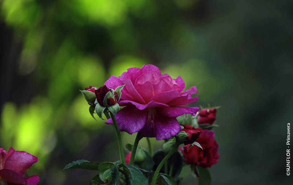 ©SUNFLOR - Primavera